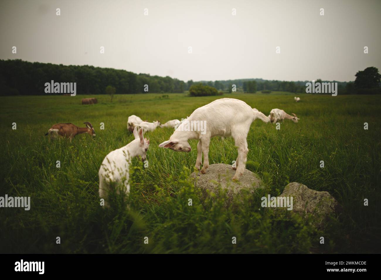 Two young goats feeding on grass in rocky field Stock Photo