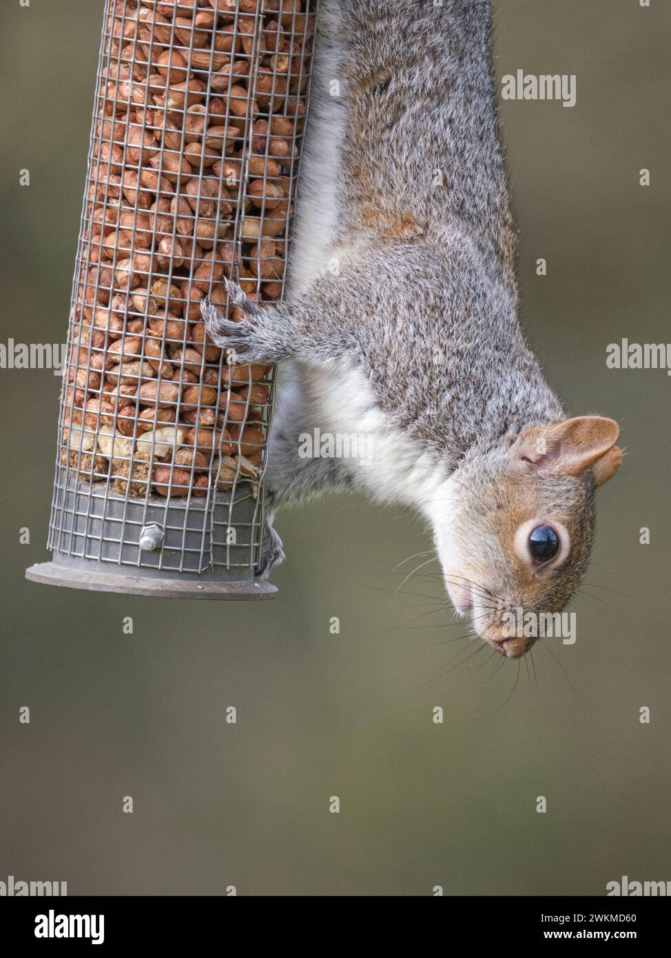 Grey Squirrel (Sciurus carolinensis) hanging vertically down on a garden peanut feeder, Casmbridgeshire, England Stock Photo