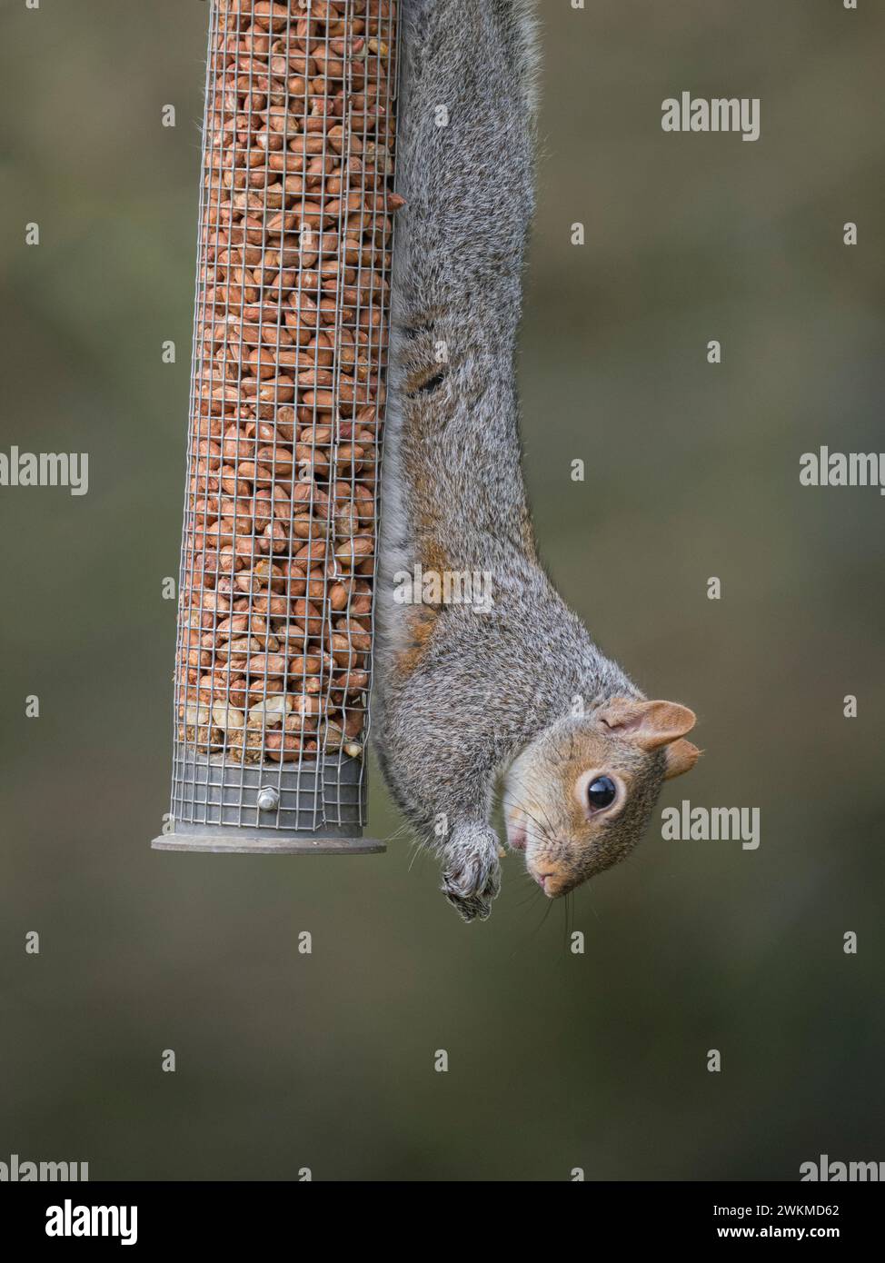 Grey Squirrel (Sciurus carolinensis) hanging vertically down on a garden peanut feeder, Casmbridgeshire, England Stock Photo
