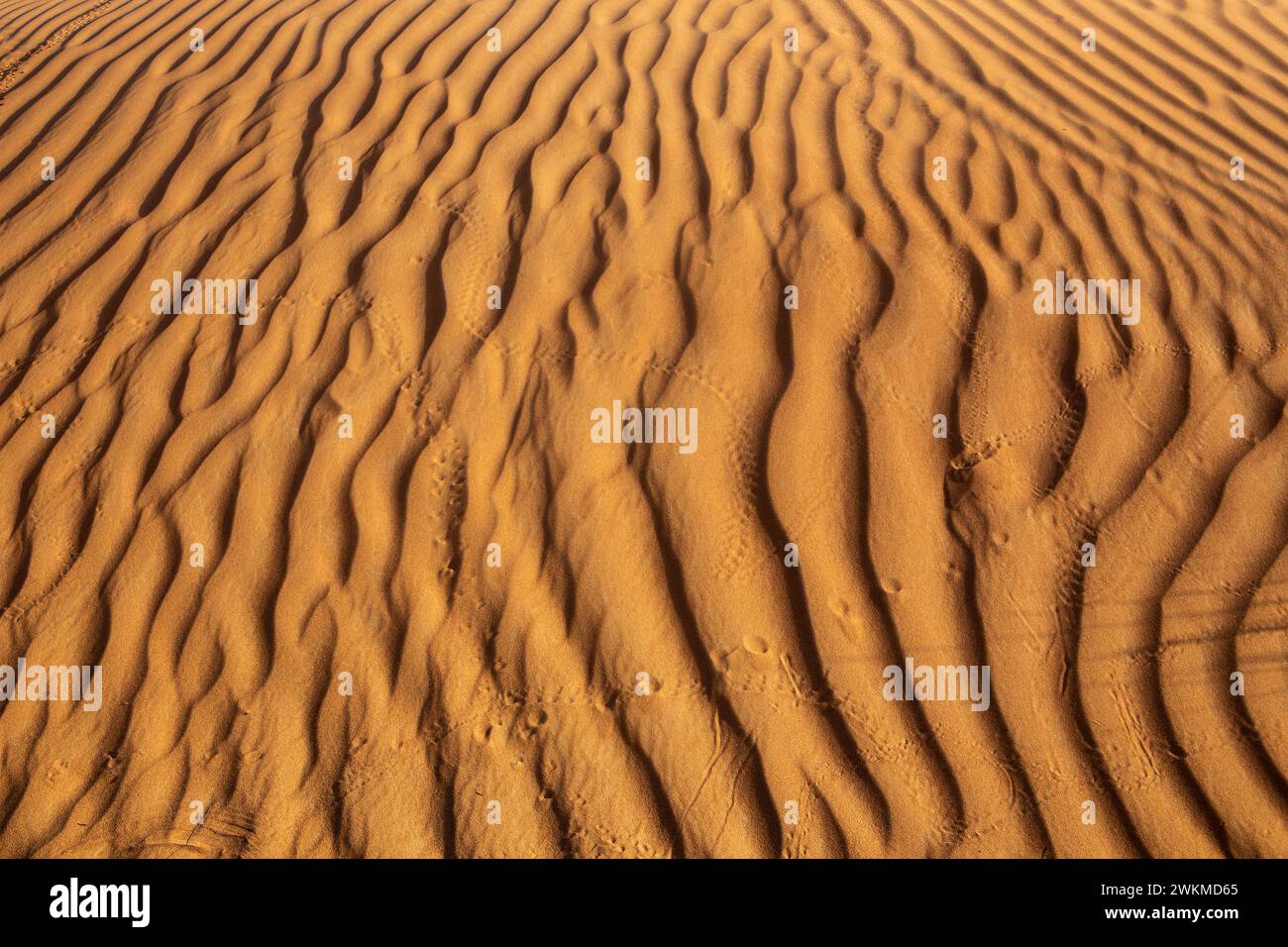 Golden desert sand dune texture with ripples created by the wind and animal tracks in United Arab Emirates. Stock Photo
