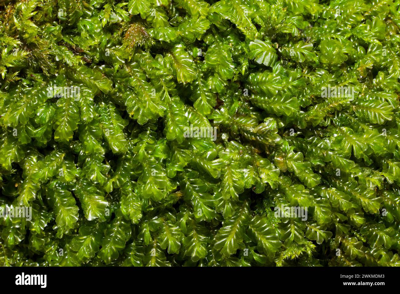 The liverwort Plagiochila porelloides occurs on woodland banks, streamsides and slopes in uplands. It is widespread in Northern Hemisphere. Stock Photo