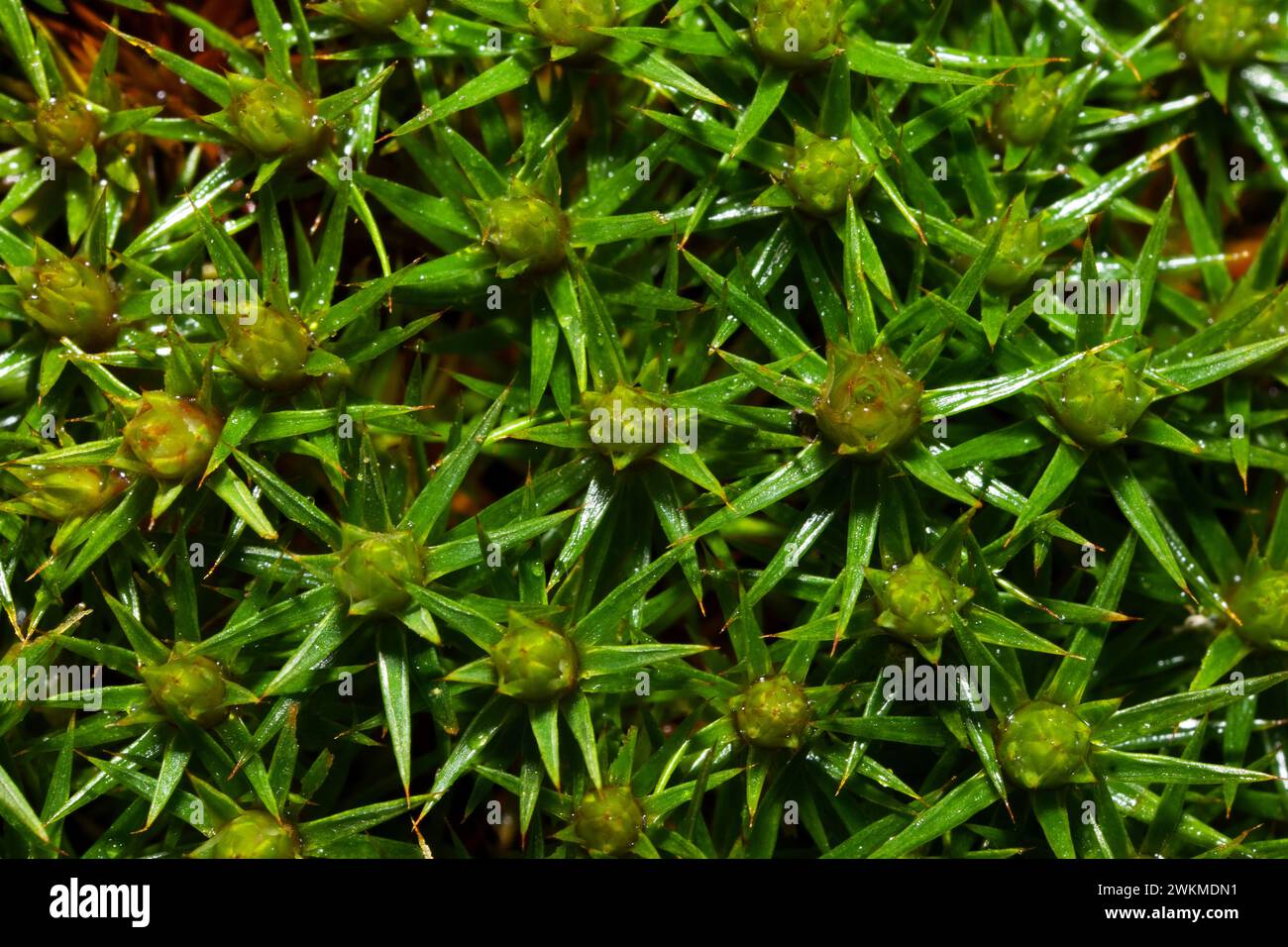 Moss found on all continents including antarctica hires stock