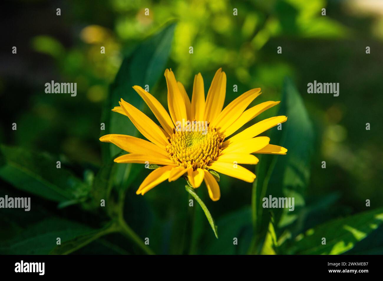 A yellow flower, called by the German name Sonnenauge, framed by green