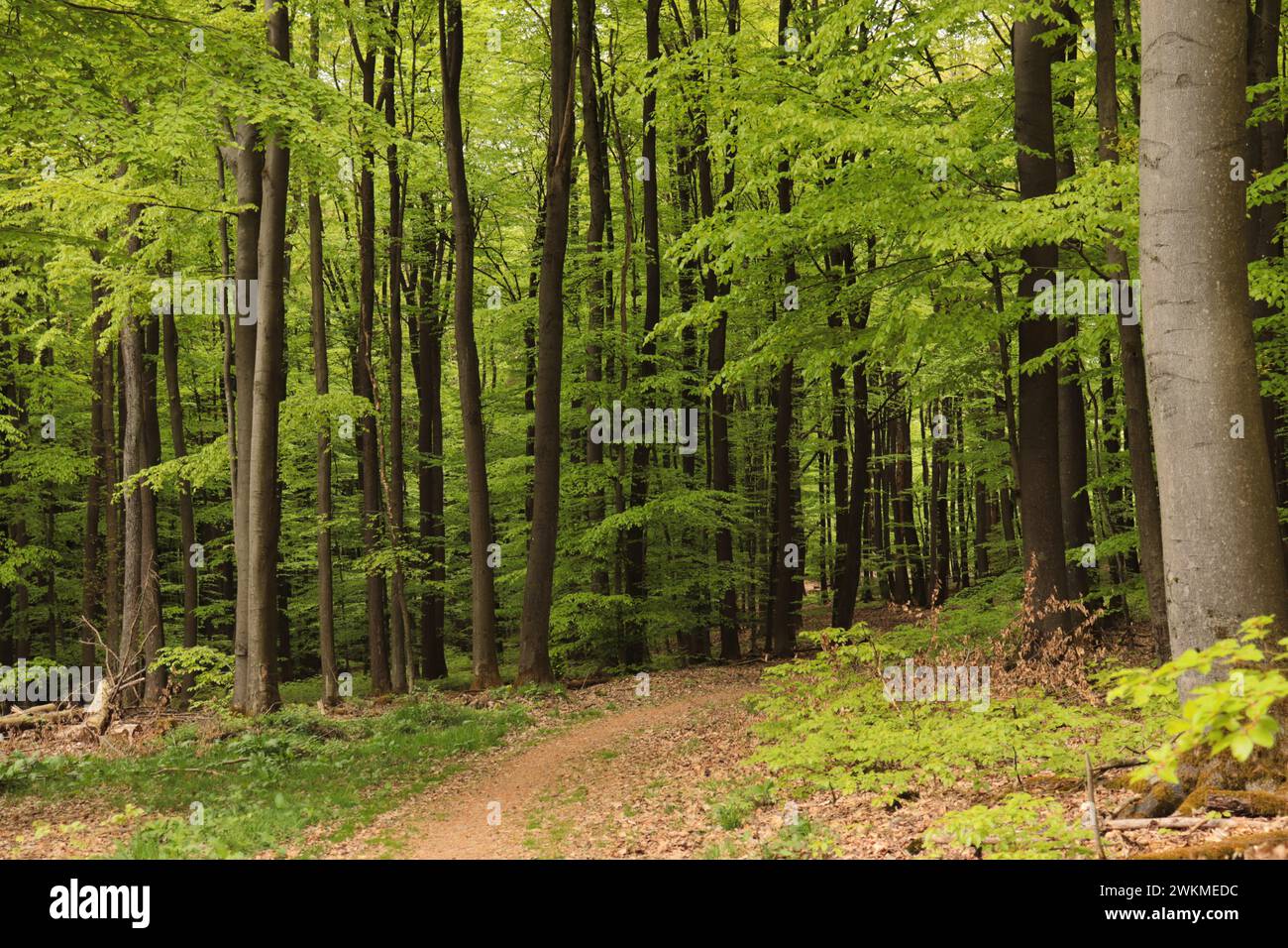 Wege im wald hi-res stock photography and images - Alamy