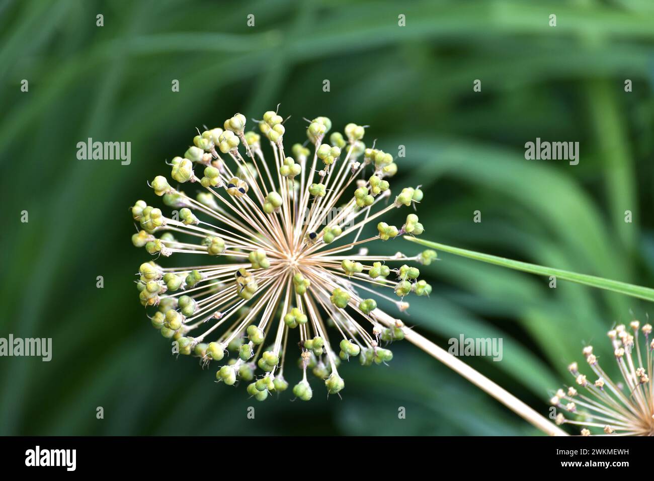 Large Allium inflorescence against a background of the nature Stock Photo