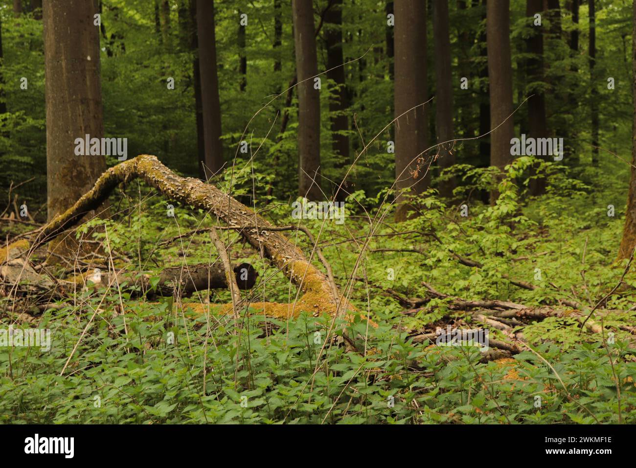 Wald im Taunus Stock Photo