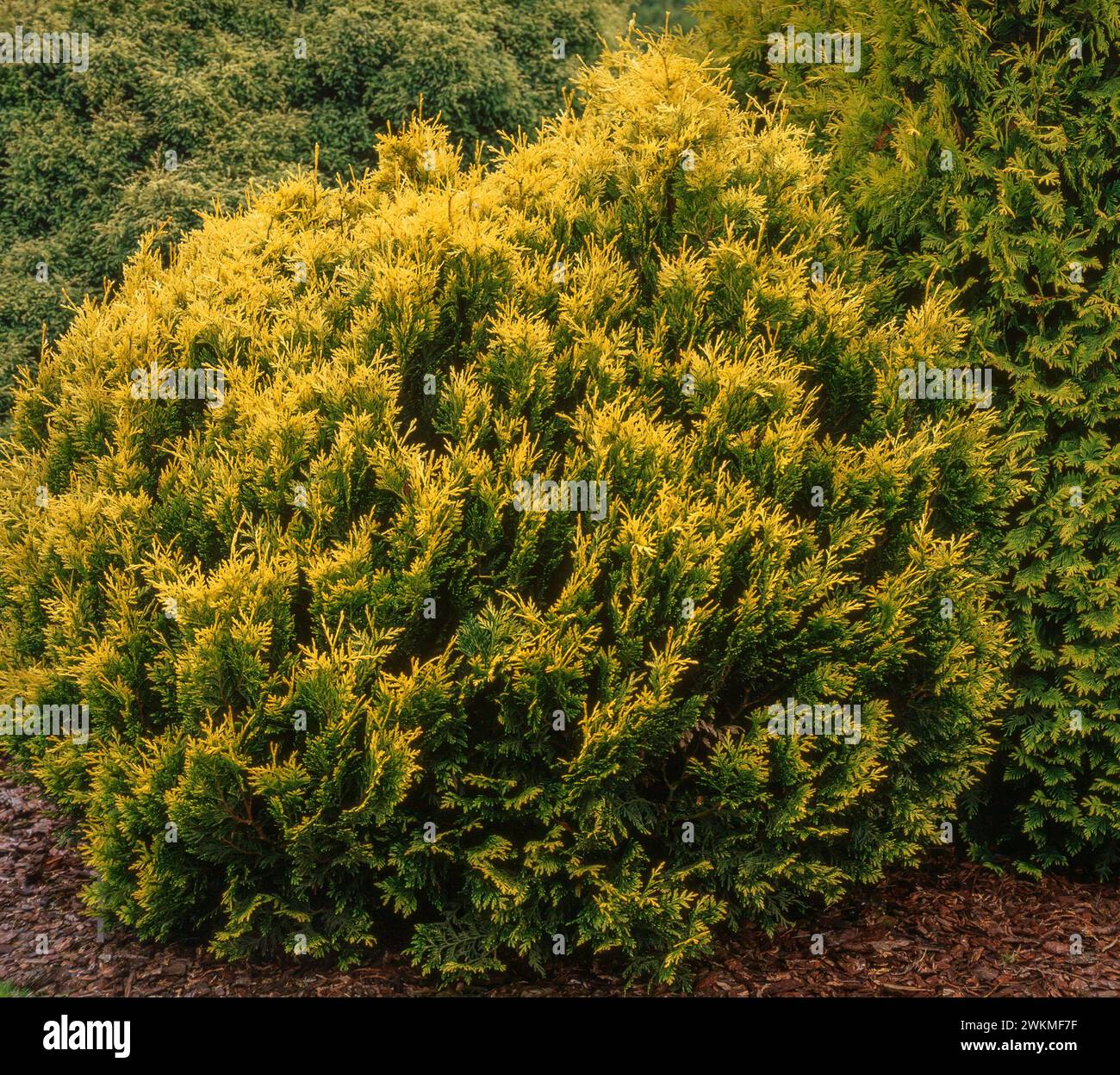 White Cedar conifer bush Thuja occidentalis 'Wareana Lutescens’ / Thuja occidentalis ‘Lutescens’ / Thuja occidentalis 'Wareana Aurea’, England, UK Stock Photo
