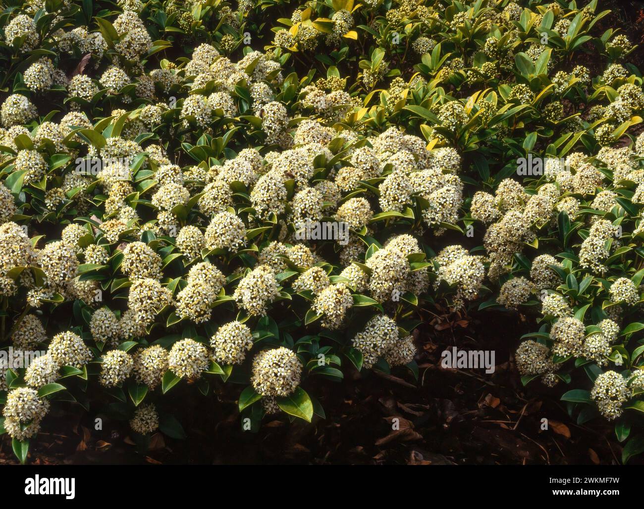 Skimmia Japonica evergreen shrub covered in white blossom flowers in spring growing in English garden, England, UK Stock Photo