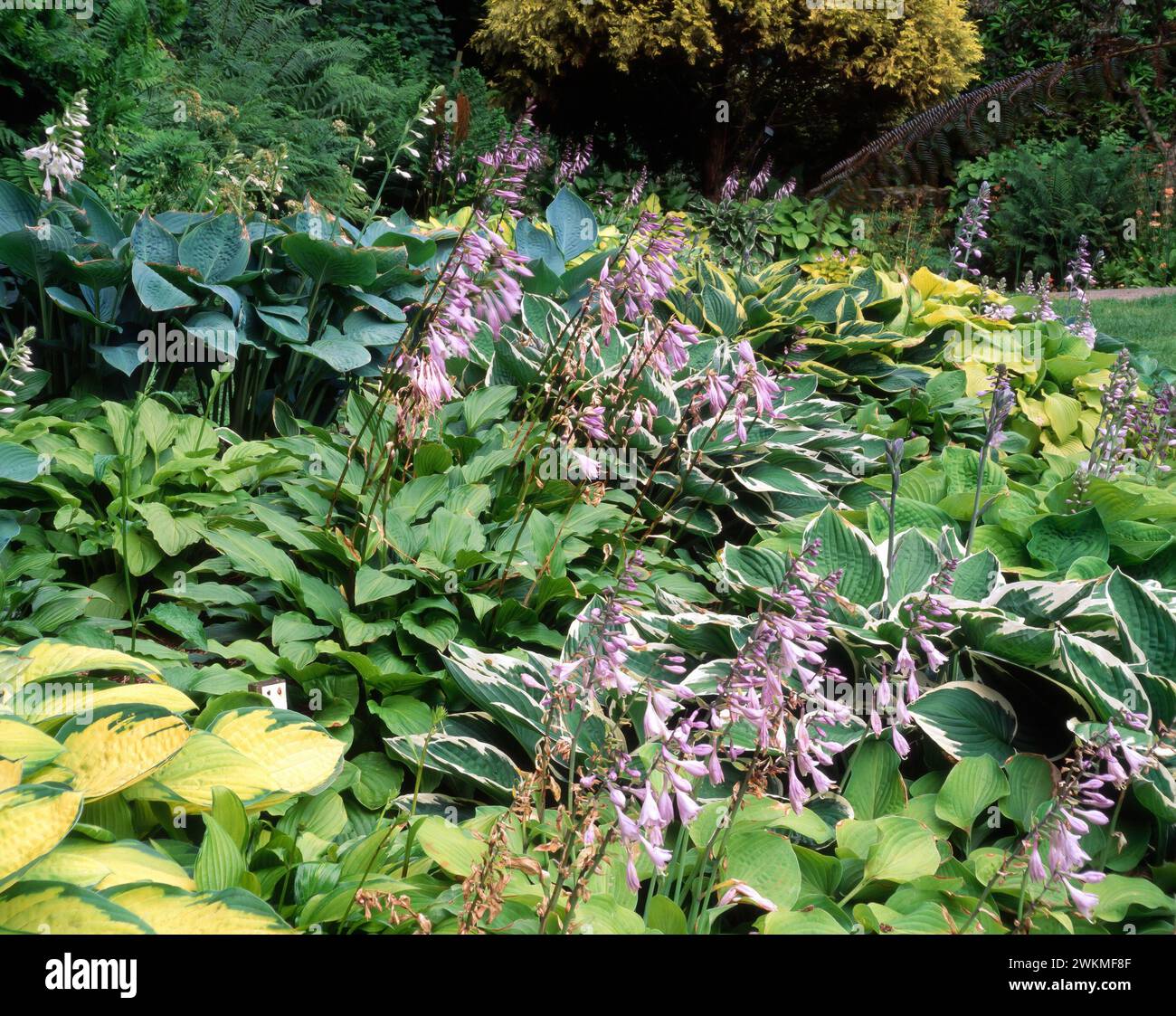 A collection of Hosta plants growing in deep garden border in Marwood Gardens in the 1990s, Devon, England, UK Stock Photo