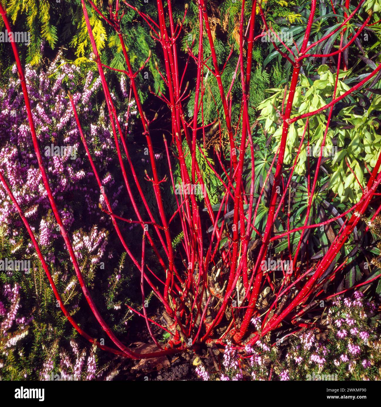 Brilliant red stems of Dogwood Cornus alba ‘Siberica’ with Erica x darleyensis ‘Furzey’ heather flowers growing in English garden border, England, UK Stock Photo