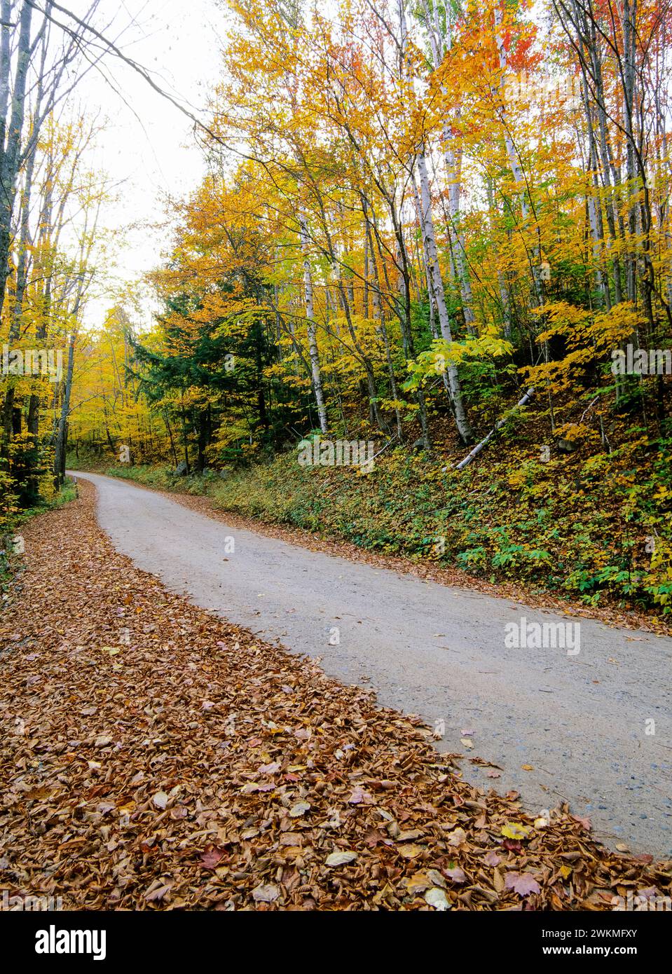 Sawyer River Road in Hart's Location, New Hampshire during the autumn