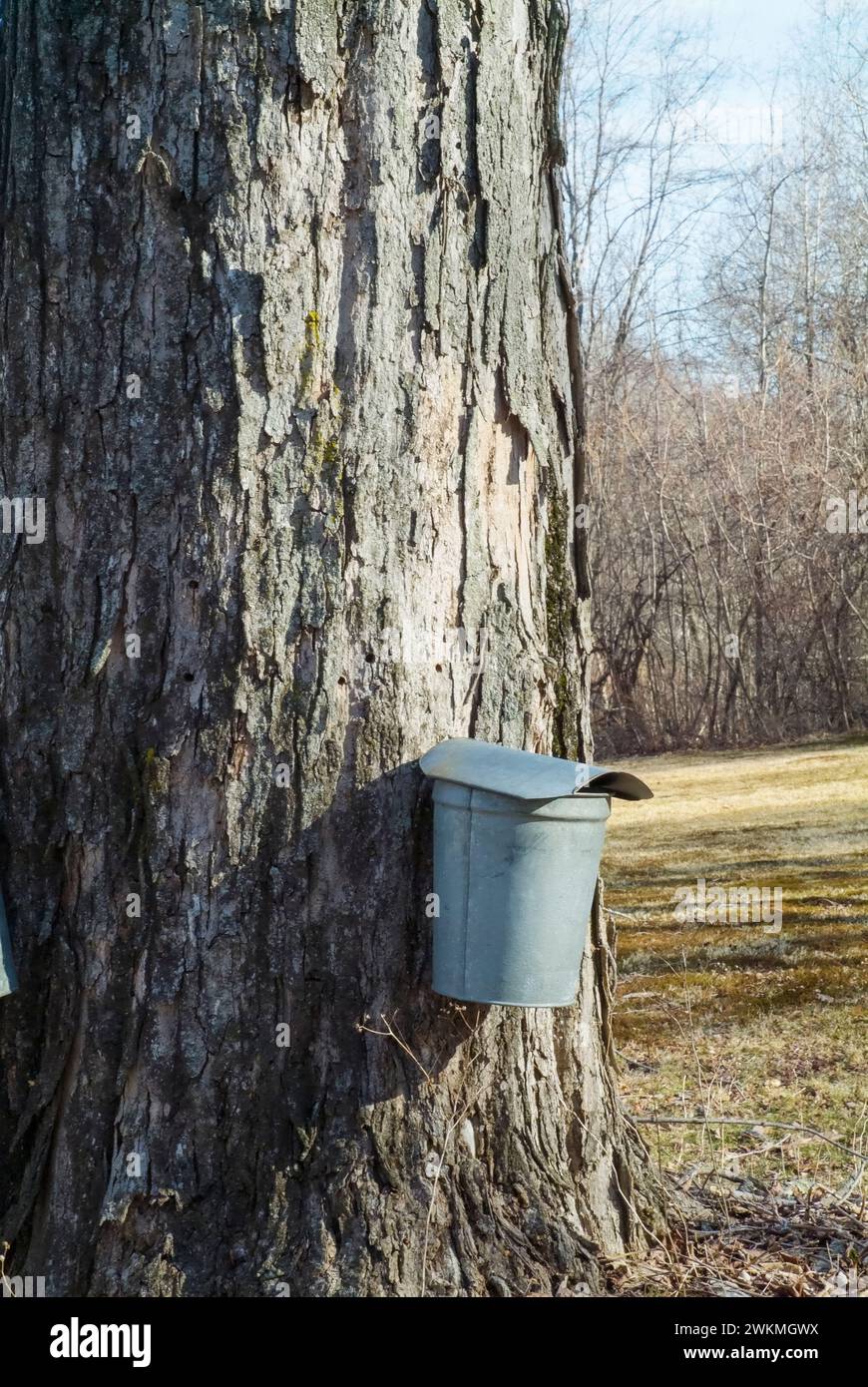 Buckets collecting sap from a Maple tree in New Hampshire. Stock Photo