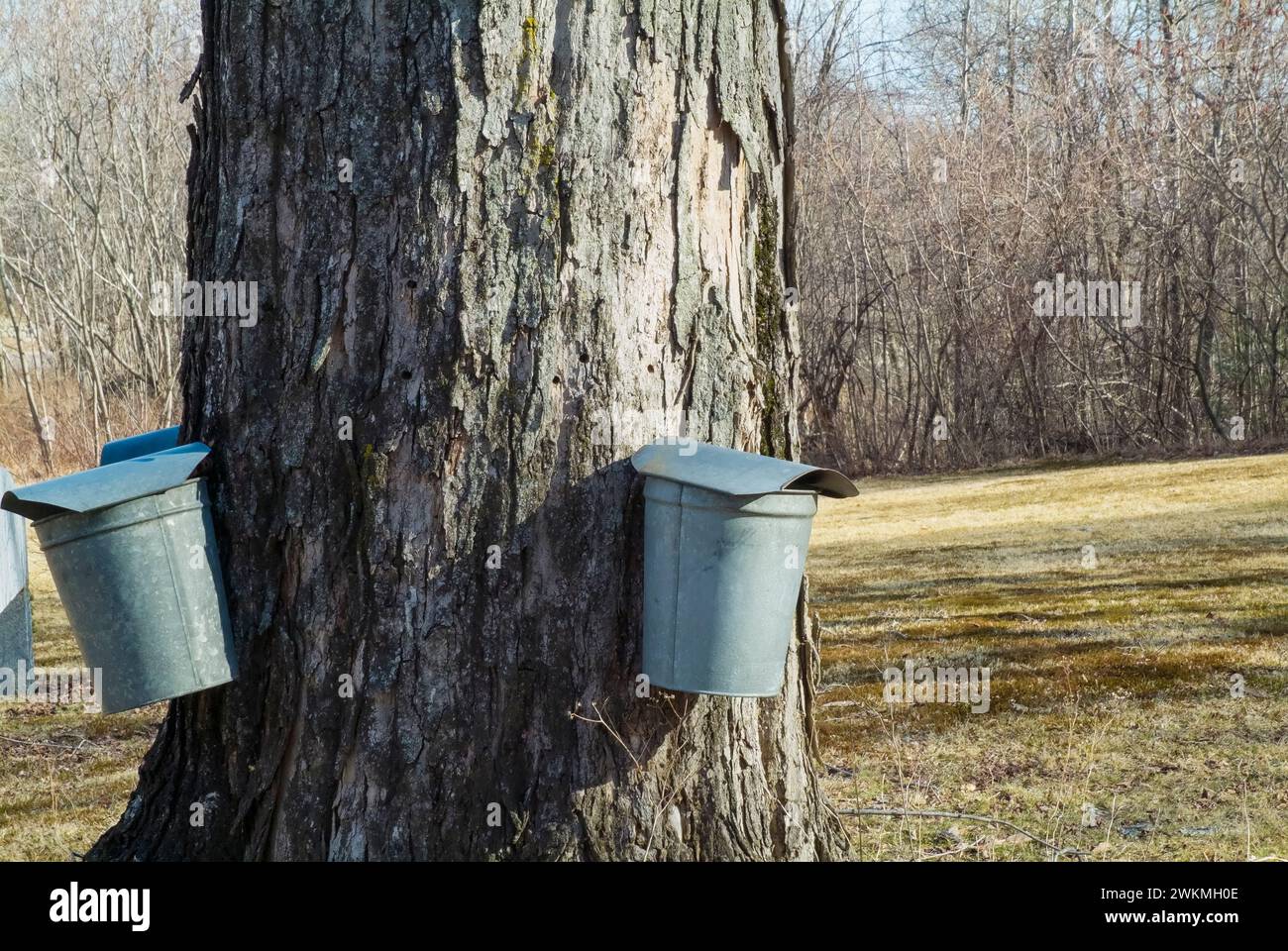 Buckets collecting sap from a Maple tree in New Hampshire. Stock Photo