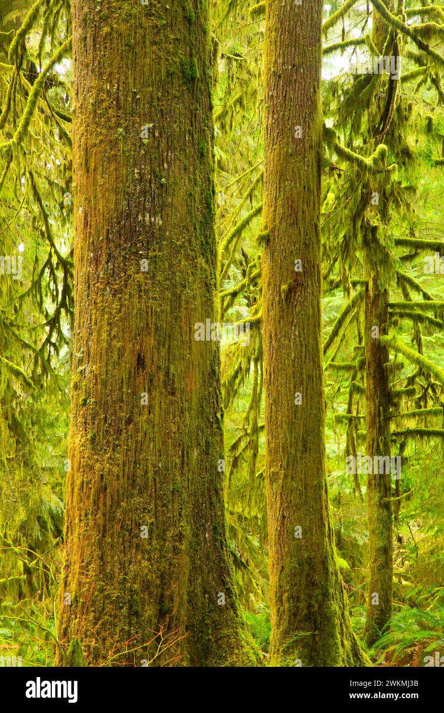 Western hemlock (Tsuga heterophylla), Silver Falls State Park, Oregon Stock Photo