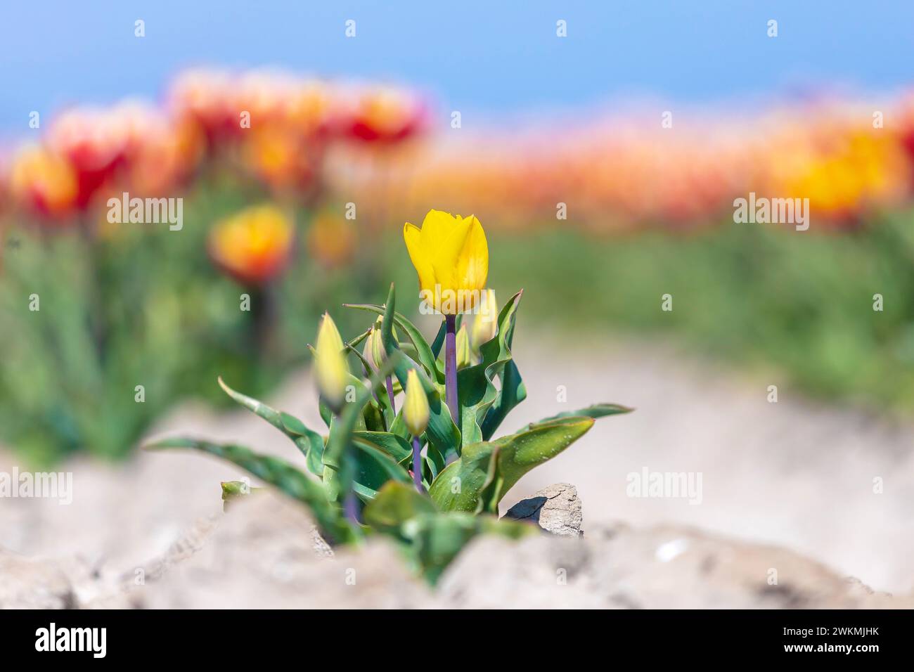 Dutch tulips flowers field with a blue sky during Spring season in ...