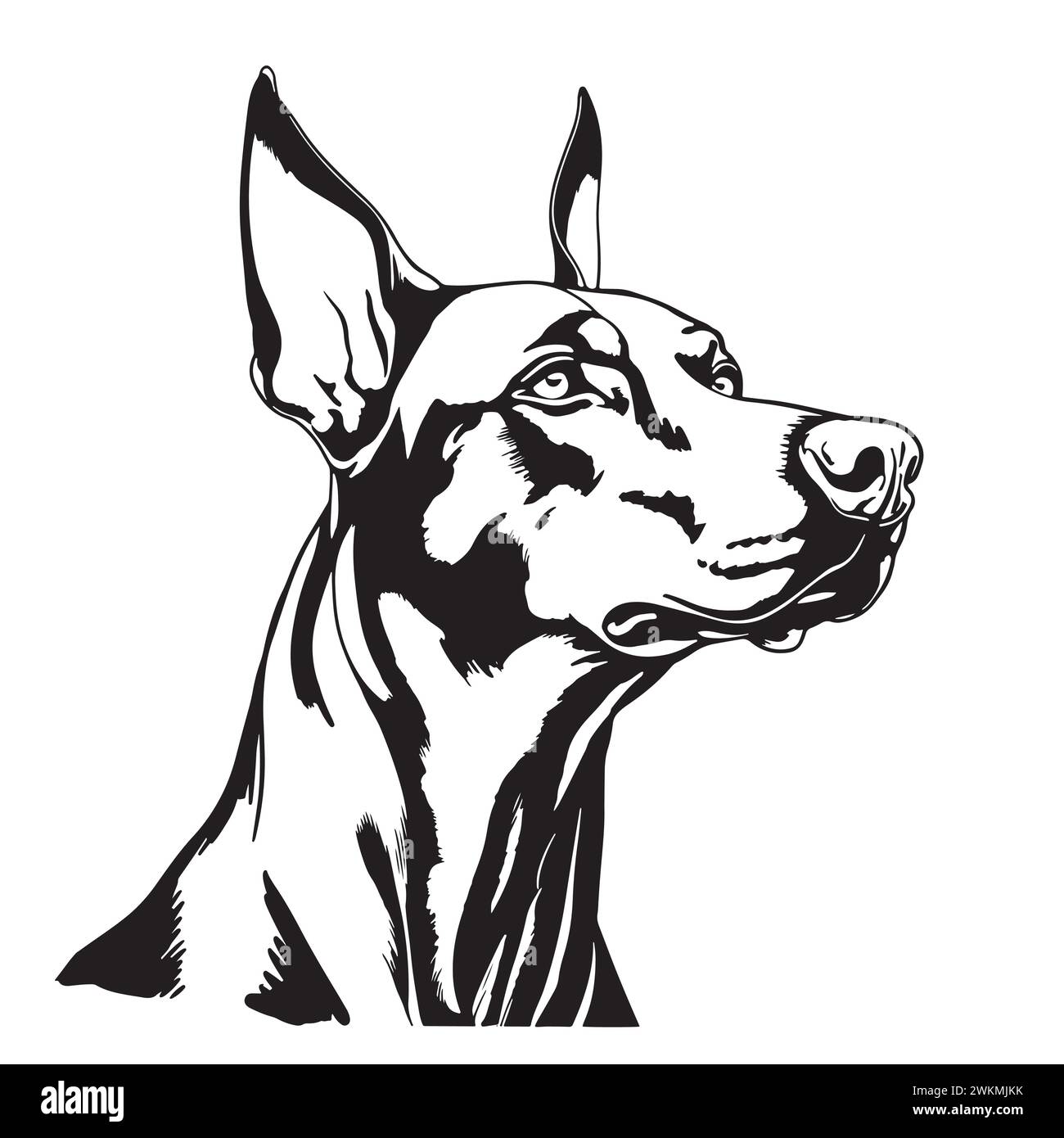 Vector hand drawn doberman dog vintage illustration Stock Vector Image ...