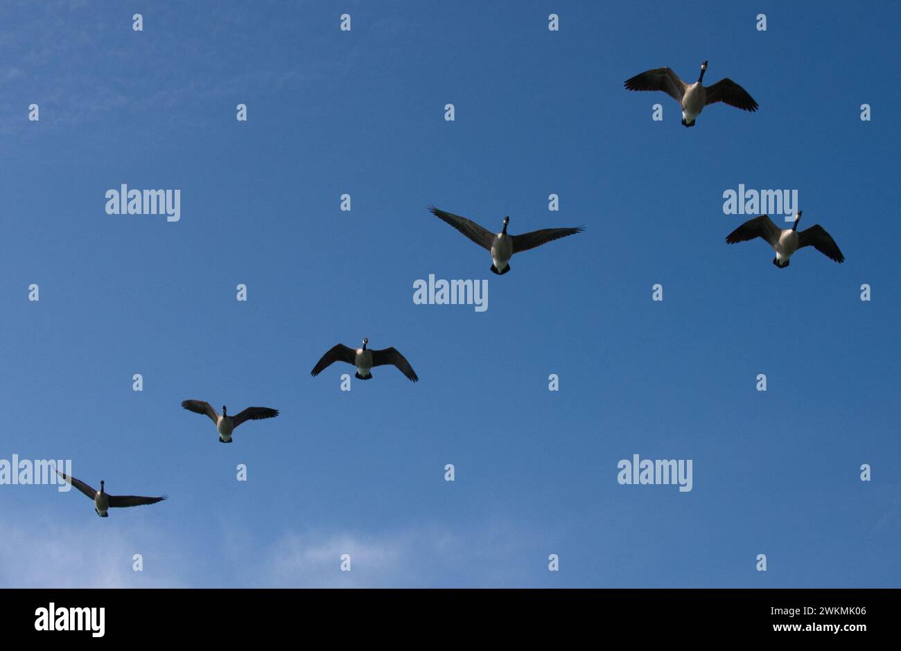 V Formation of Canadian Geese flying north Stock Photo Alamy