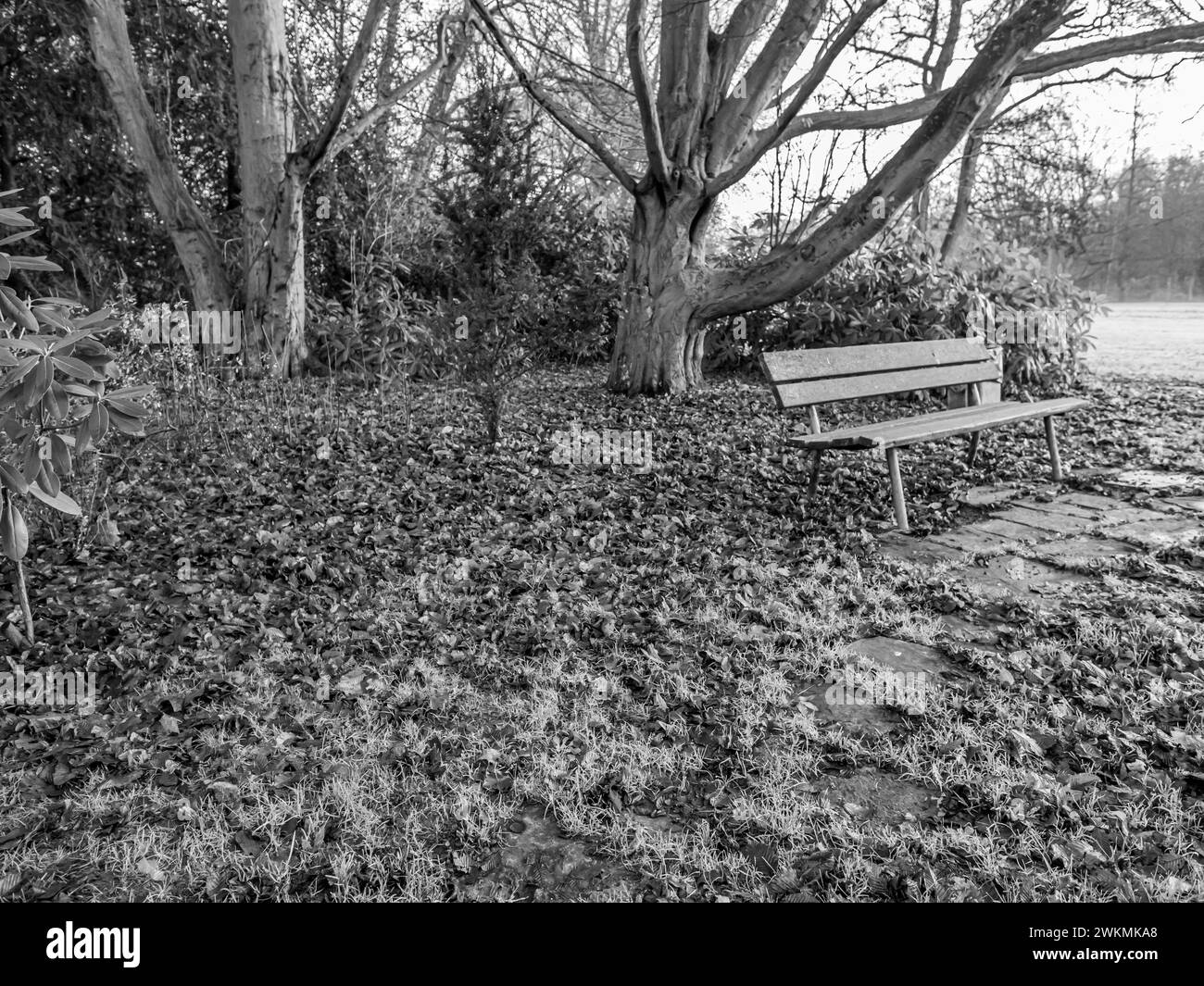 bench with trees outsibde Stock Photo