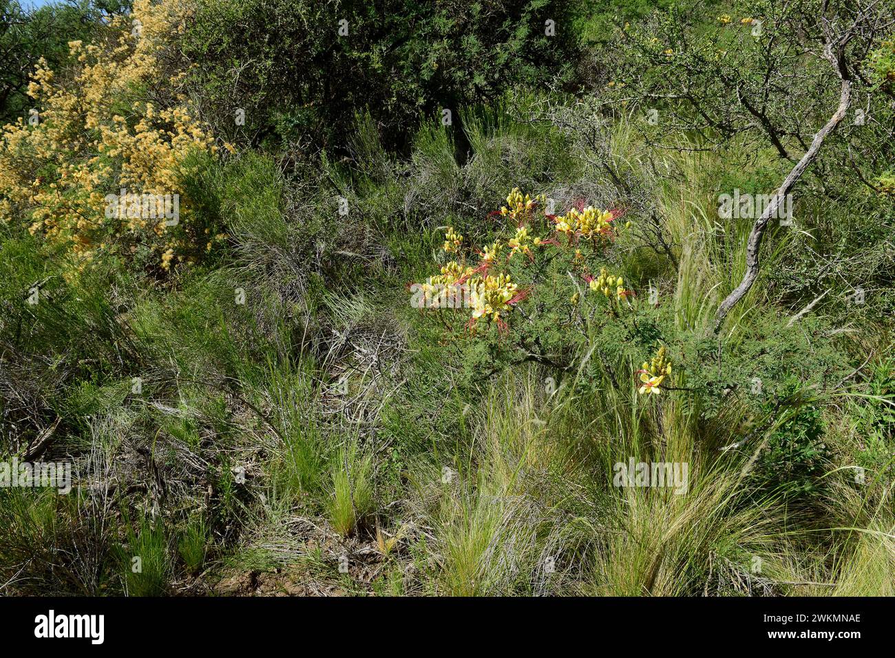 Calden forest grass landscape,  La Pampa province, Patagonia, Argentina. Stock Photo