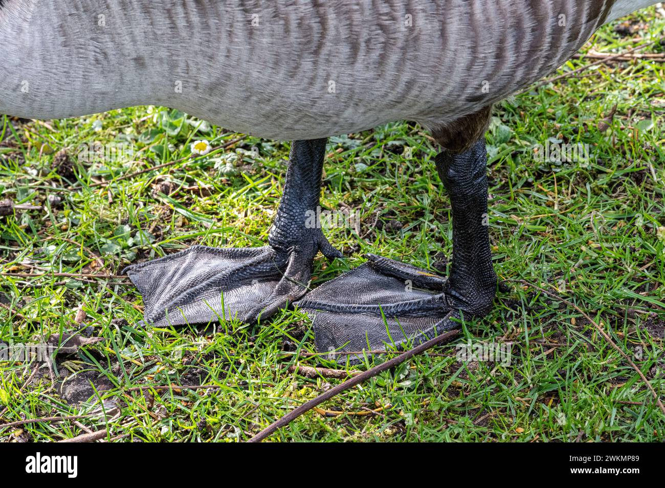 Duck feet hi-res stock photography and images - Alamy