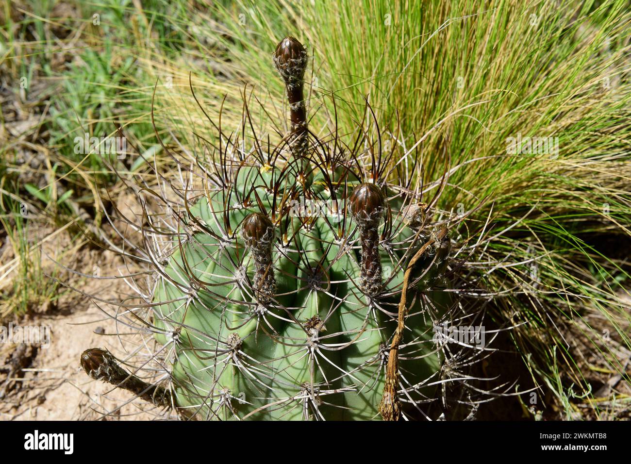 La cactus plant hi-res stock photography and images - Alamy