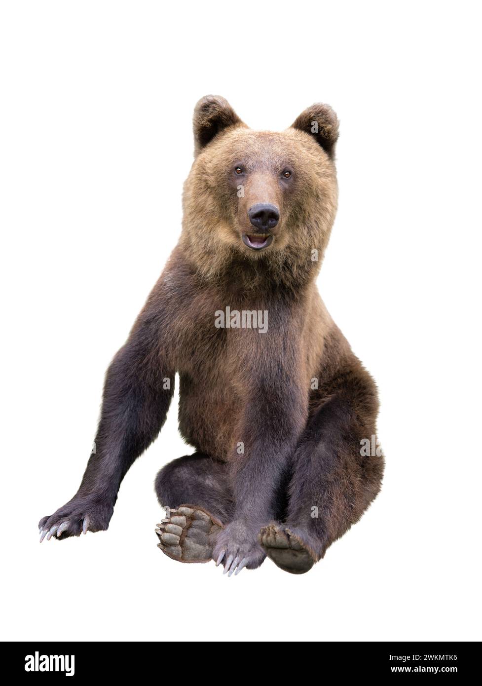 Brown bear sits isolated on a white background Stock Photo - Alamy