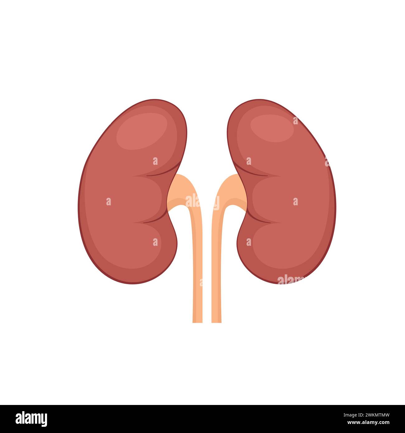 Kidney renal flat realistic icon. Human kidney vector organ icon ...