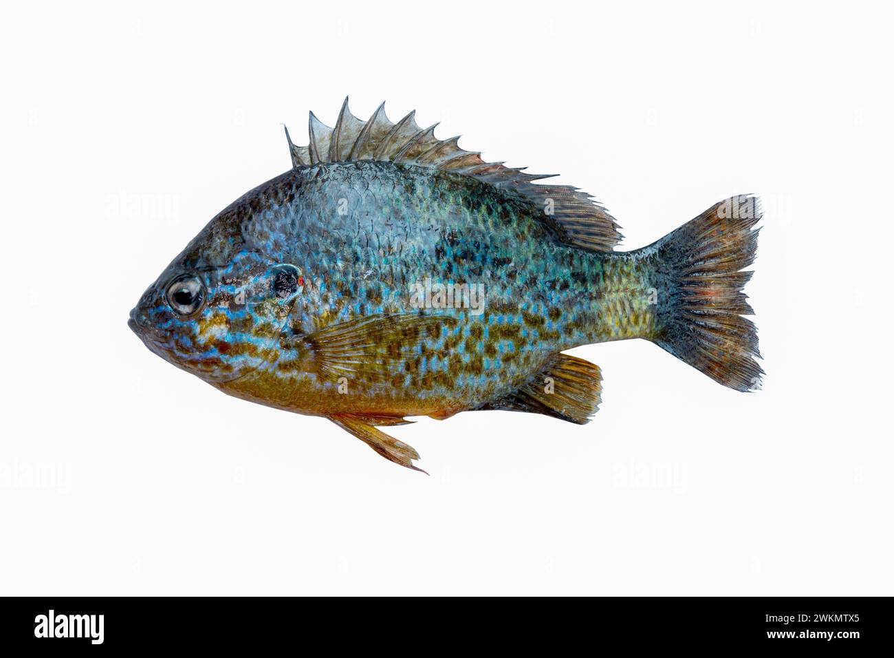 Sunfish perch sale