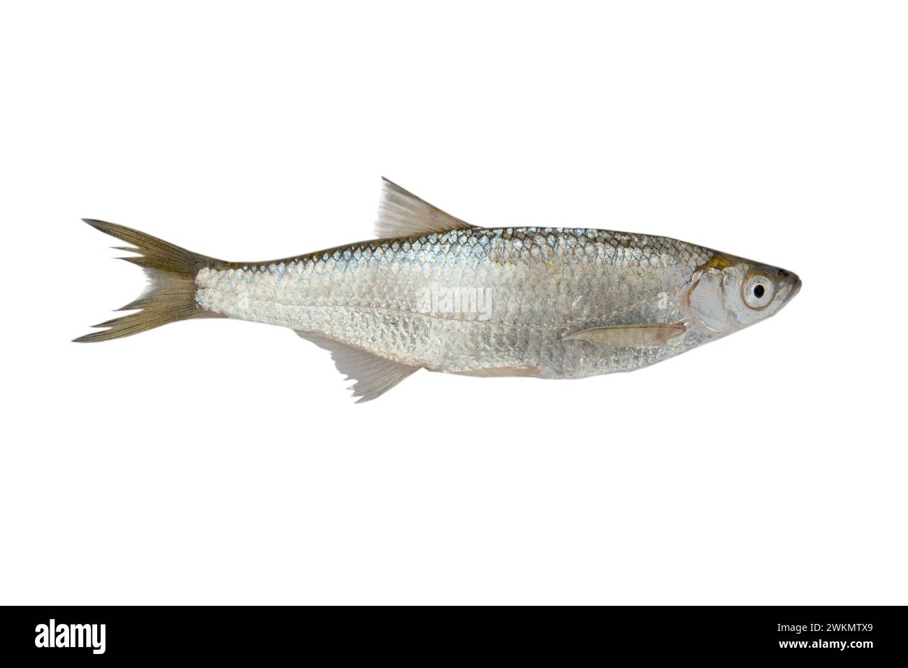 fish bleak(Alburnus alburnus) on white background Stock Photo