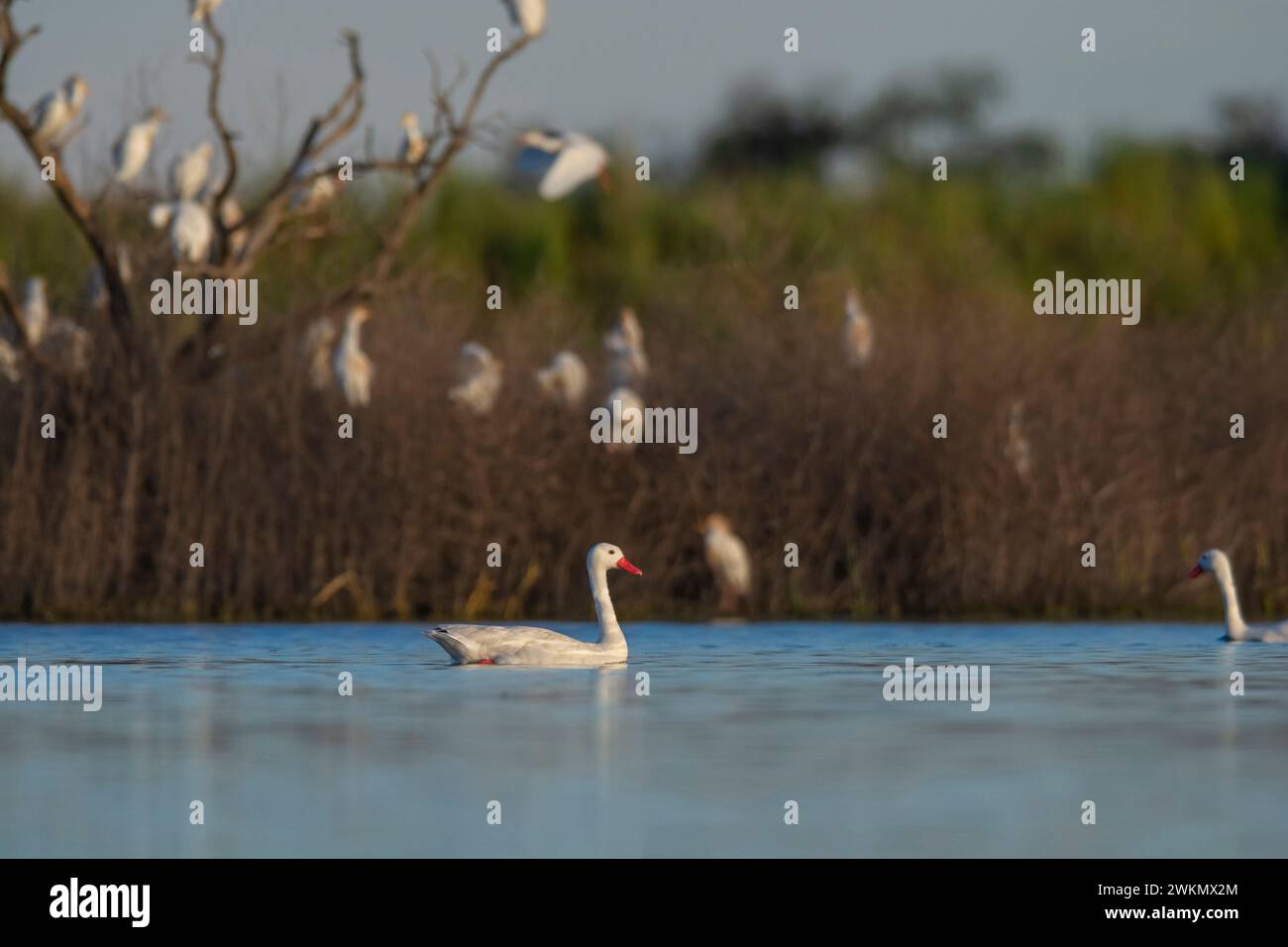 Coscoroba swan swimming in a lagoon , La Pampa Province, Patagonia, Argentina. Stock Photo