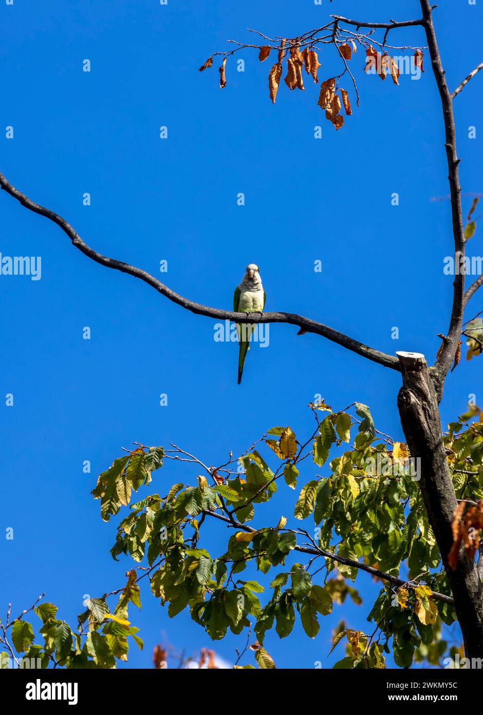 Wild Parrots Rome Papal garden tour hi-res stock photography and images - Alamy
