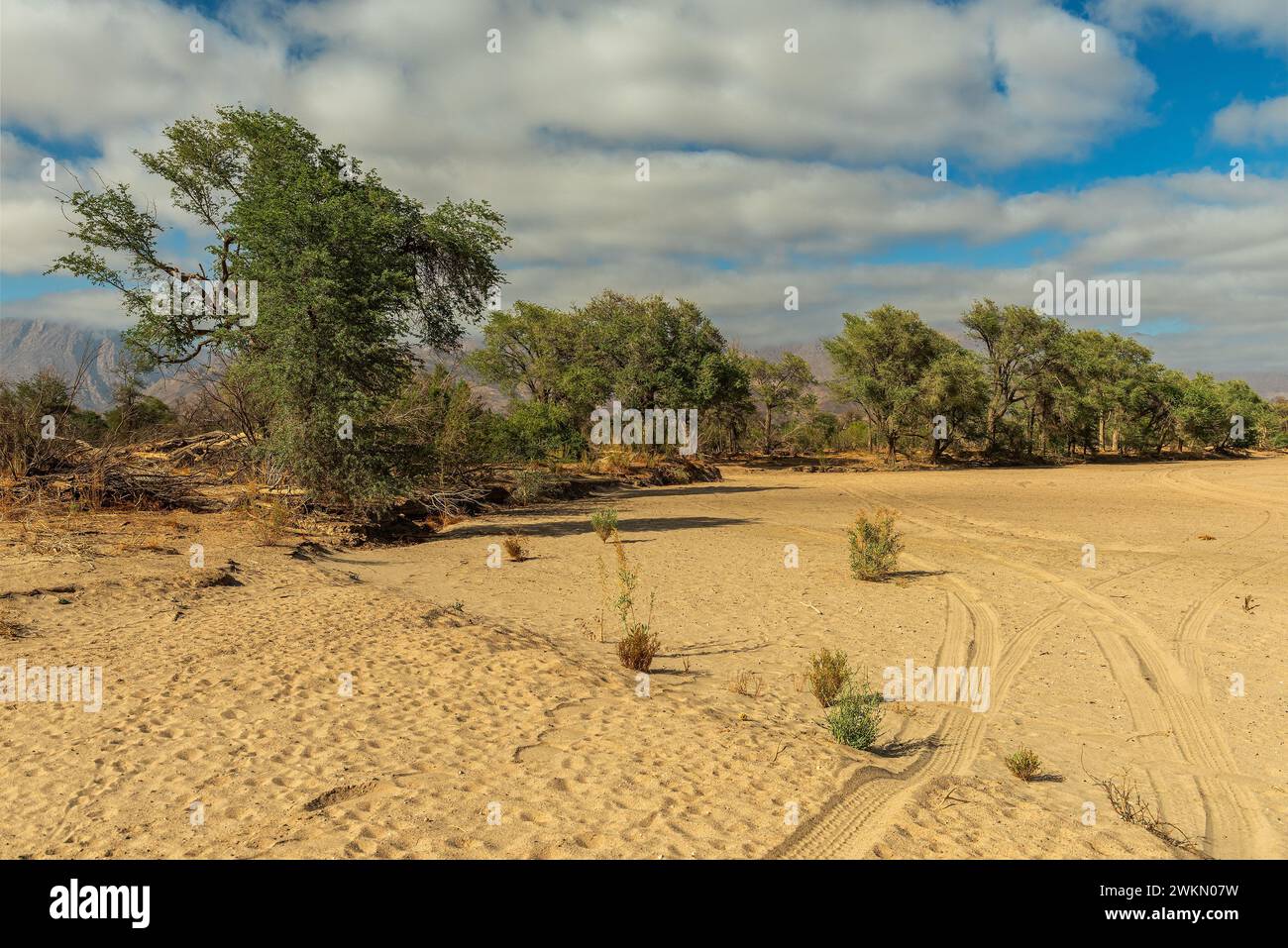 Vegetation on the dry Ugab River, Namibia Stock Photo