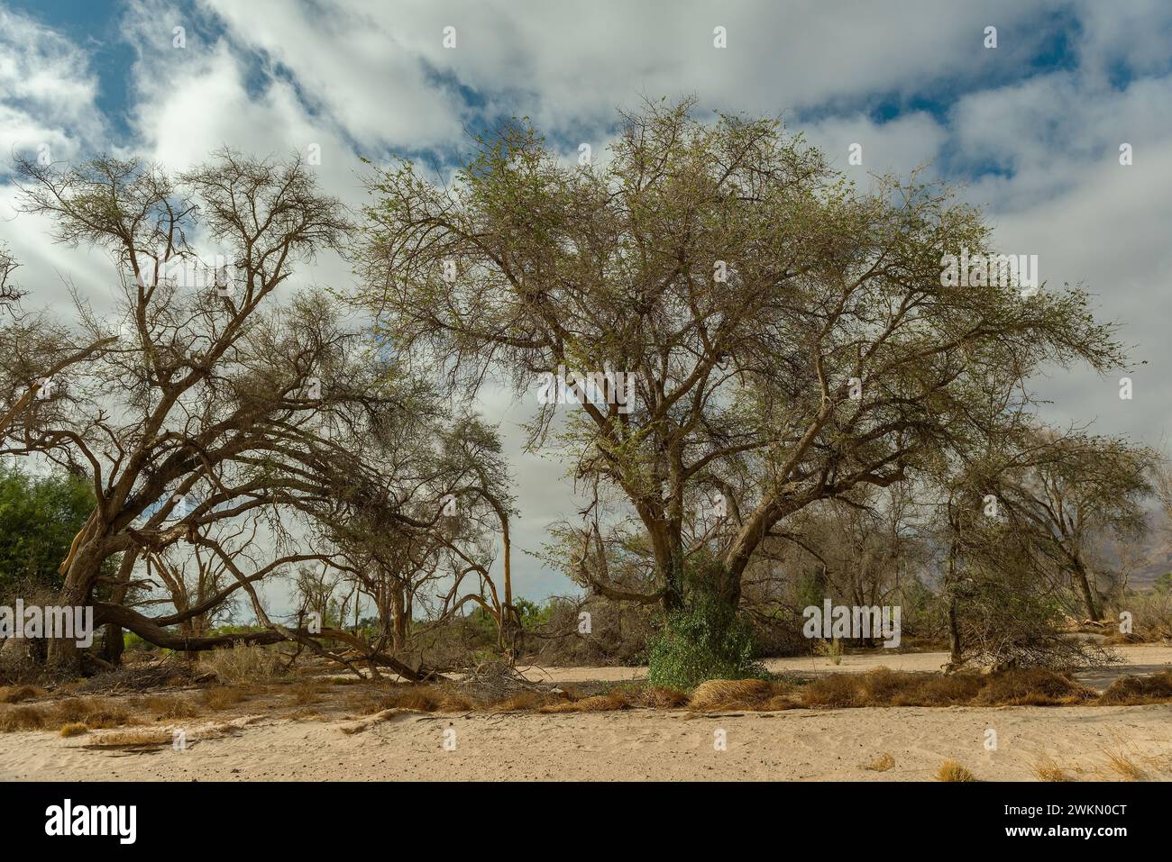 Vegetation on the dry Ugab River, Namibia Stock Photo