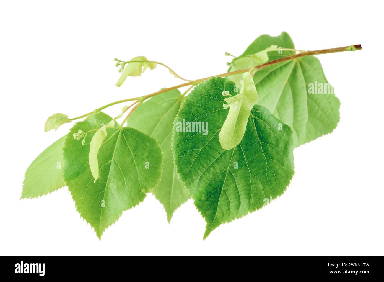 Spring Foliage. Linden flower tea. young linden leaves.  Linden tree  isolated on white. Pharmacy, apothecary, natural medicine, healing herbal tea, a Stock Photo