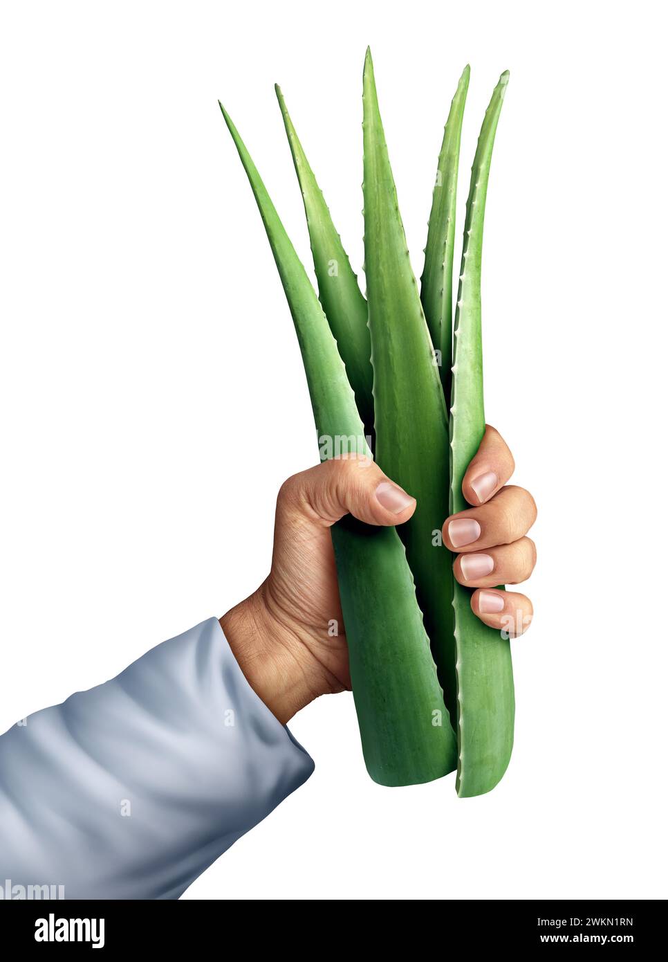 Holding a bunch of Aloe Vera leaves as a medicinal Succulent plant with Anti-inflammatory healing properties and as a herbal remedy detoxification Stock Photo