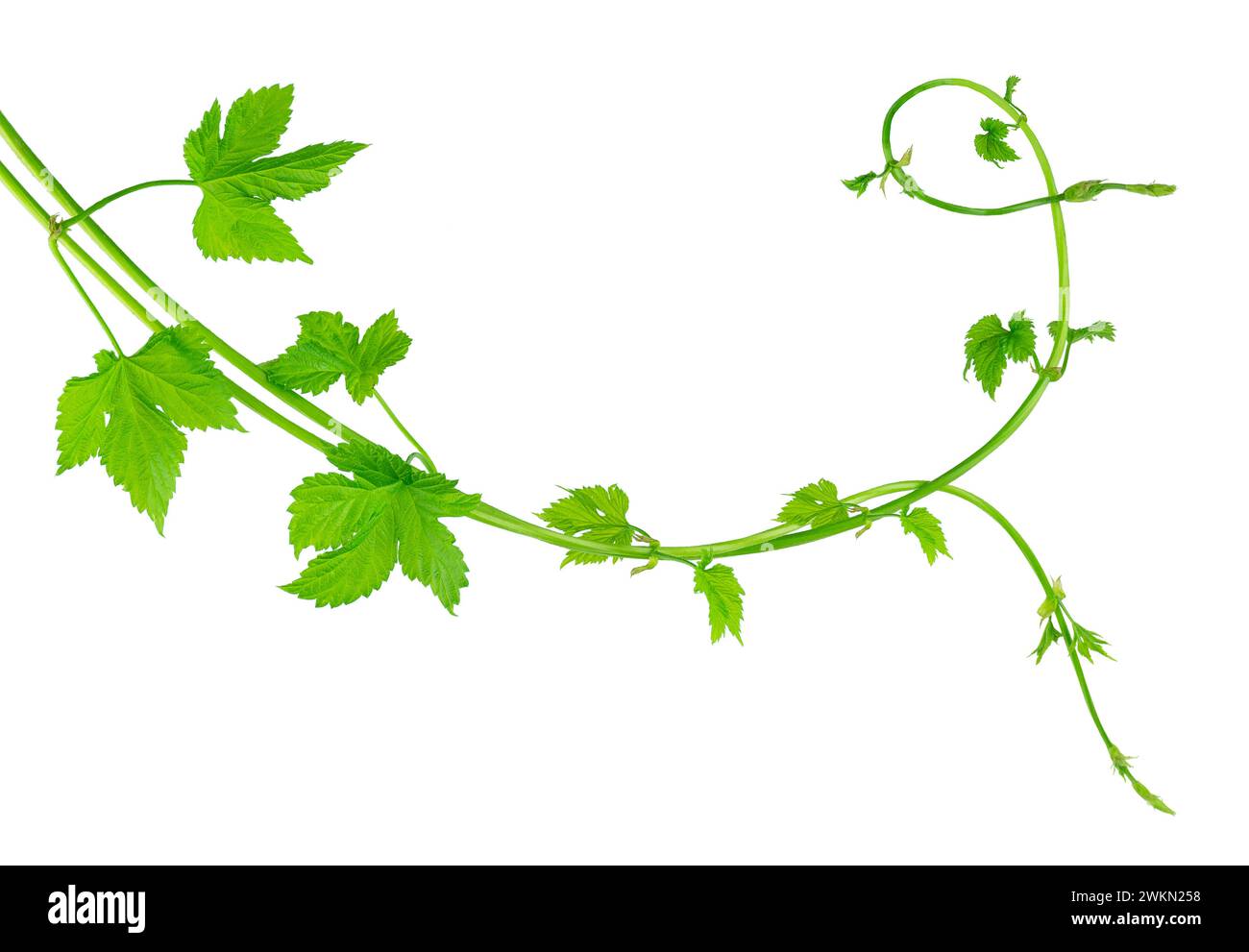 Green branches of hops with leaves, beautifully curved. Beauty in