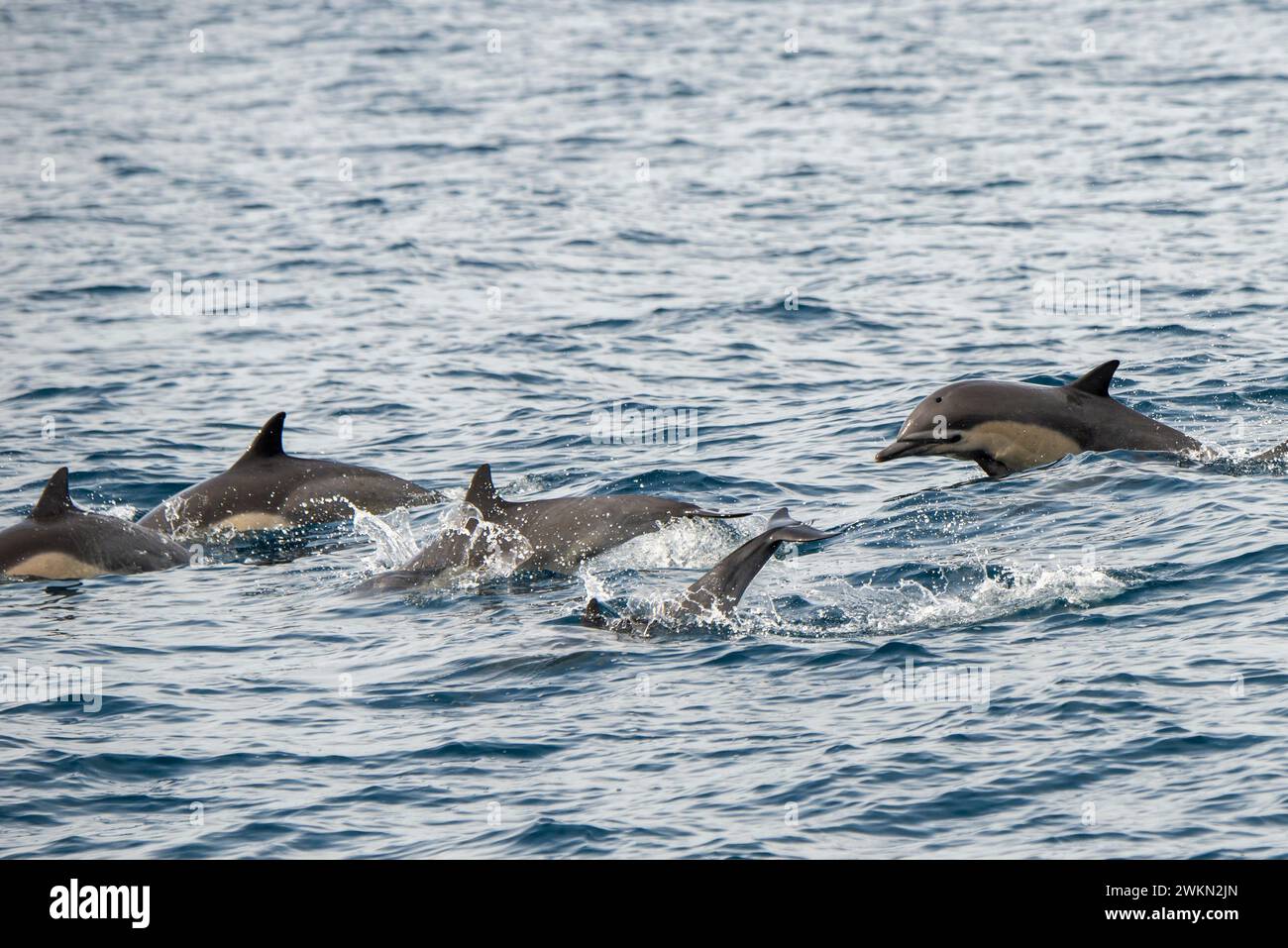 Dana Point, California. A group of Short-beaked common dolphins, Delphinus delphis swimming in the Pacific ocean Stock Photo
