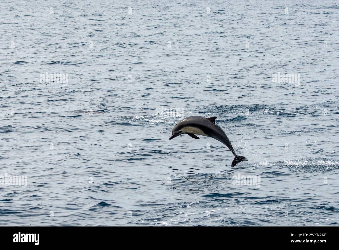 Dana Point, California. Short-beaked common dolphin,  Delphinus delphis jumping out of the water in the Pacific ocean Stock Photo