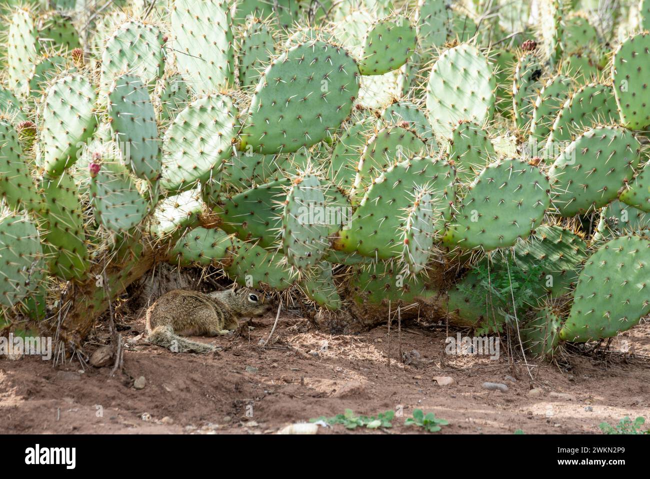 Laguna Beach, California. Laguna Coast Wilderness Park. California Ground Squirrel, Otospermophilus beecheyi hiding under cactus leaves Stock Photo