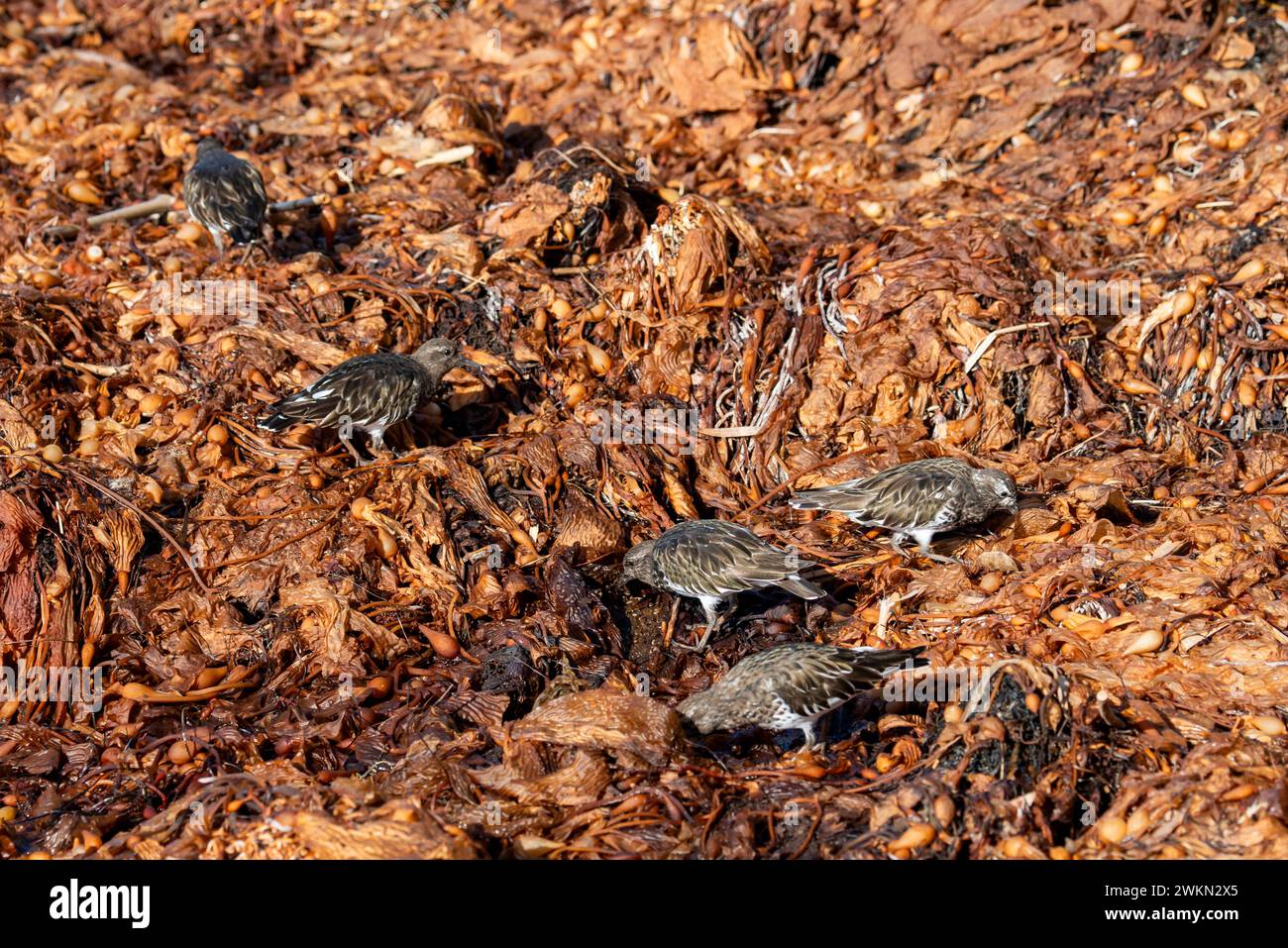 Laguna Beach, California. A flock of Black Turnstones looking for barnacles and limpets in the seaweed on the Pacific Ocean beach. Stock Photo