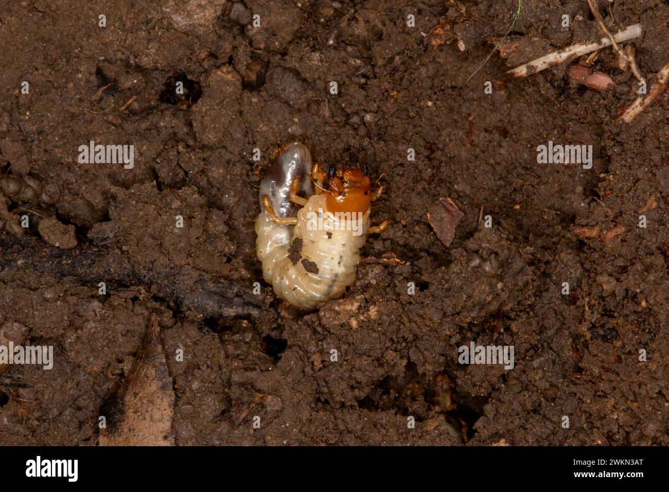 Lansing, Kansas. White grub worm found under a rock. The worms are the ...