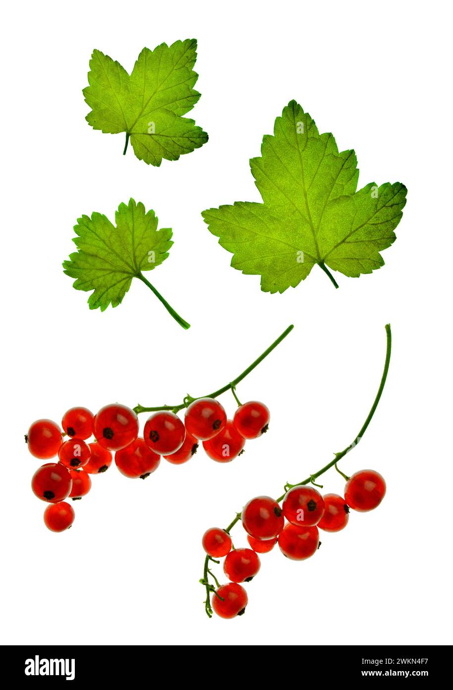 red currant bush, ripening red currant berries, red currant leaves, Juicy currant.  Fresh red currant isolated on white background. Currant leaves. Stock Photo