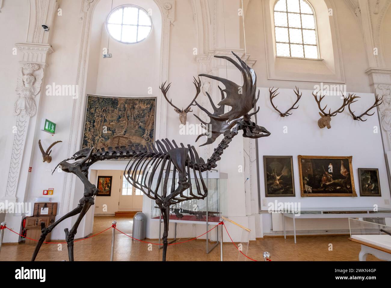 Bones of an Ice Age European giant deer, Megaloceros giganteus (Irish