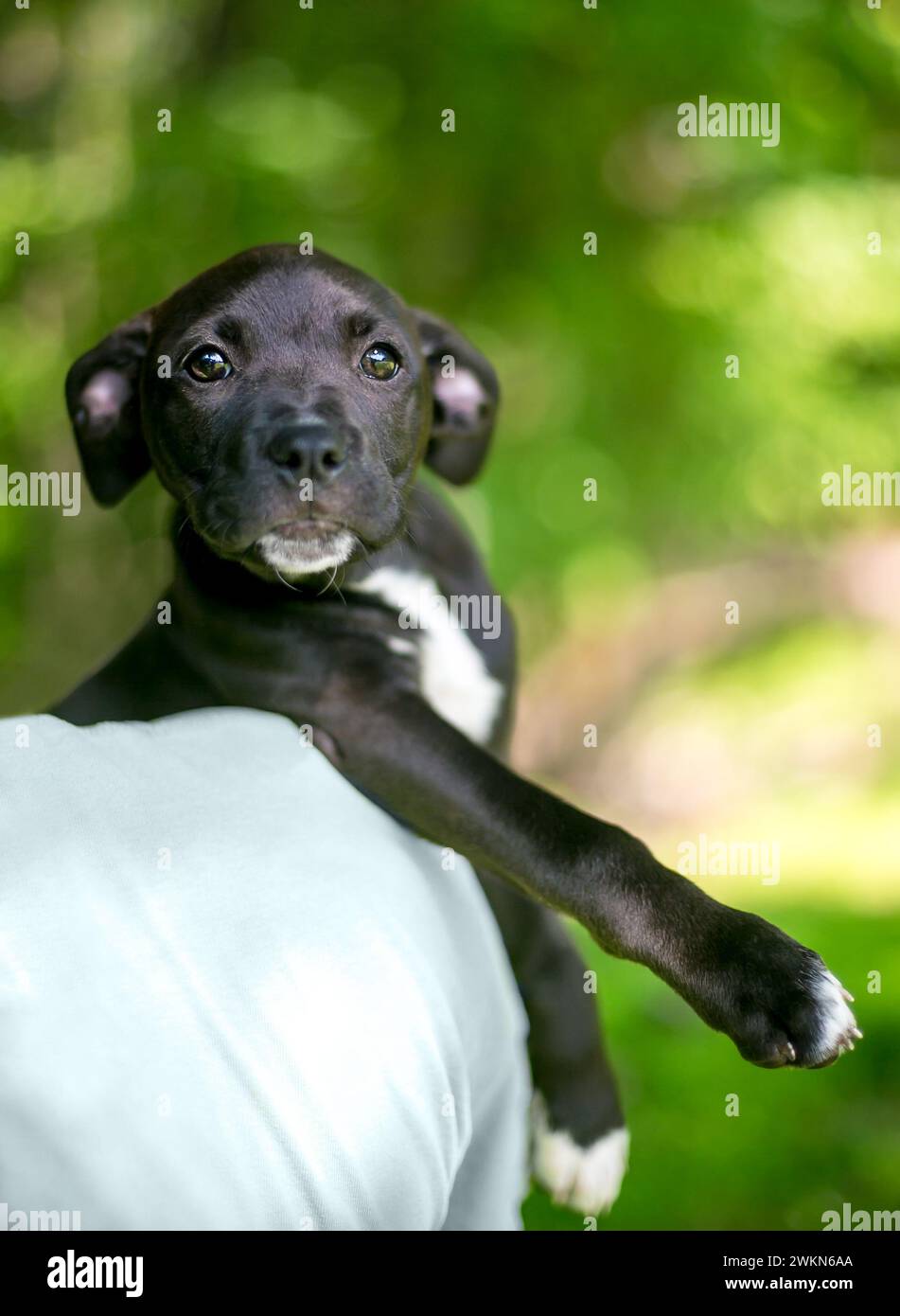 A young black and white Retriever x Terrier mixed breed puppy being held over a person's shoulder Stock Photo