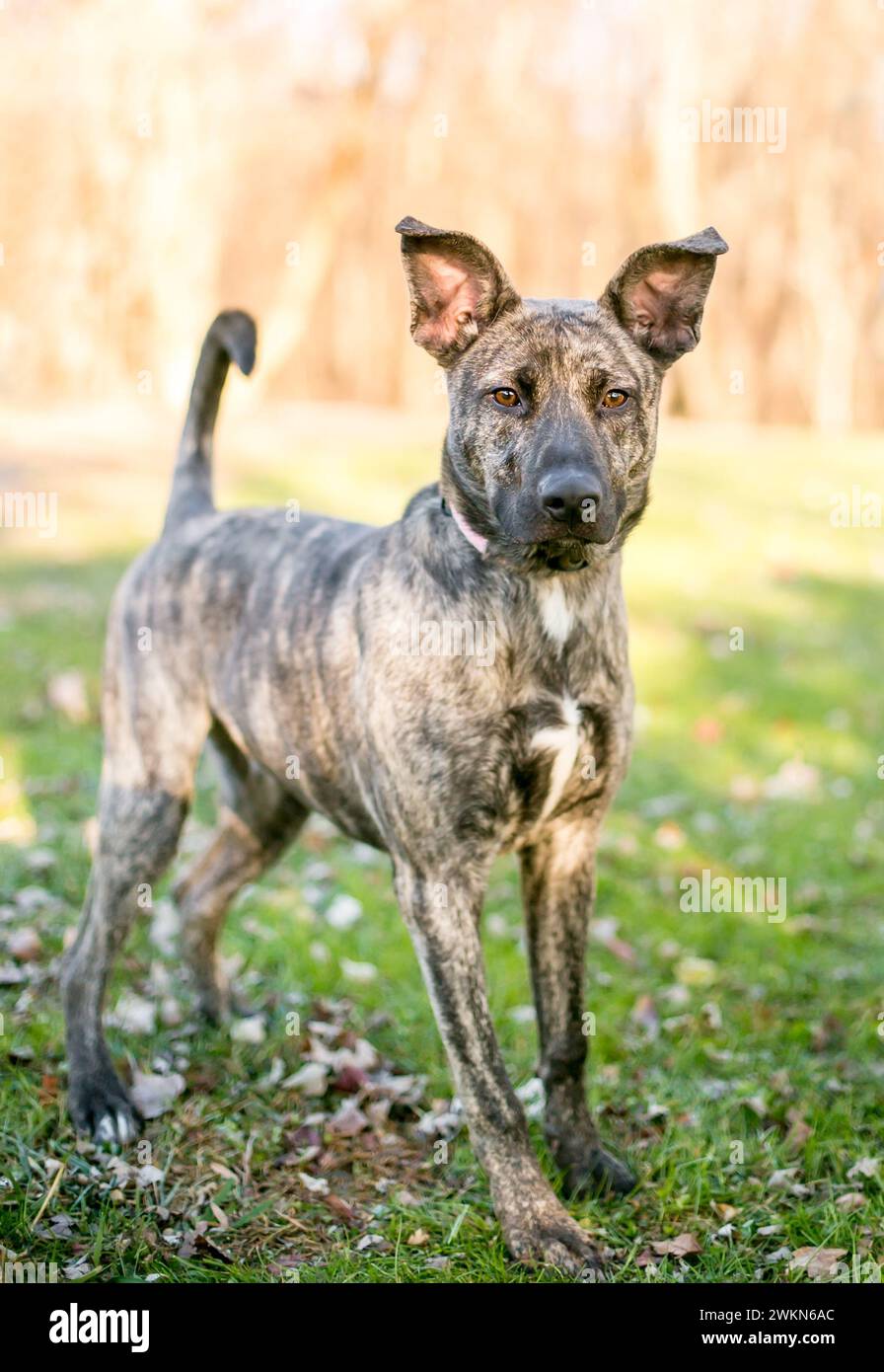 A Dutch Shepherd mixed breed dog with large ears standing outdoors Stock Photo