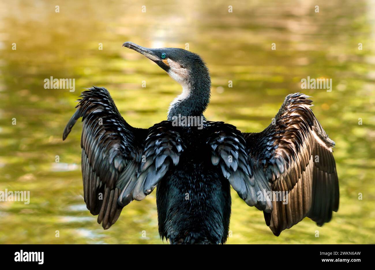 A White-breasted Cormorant (Phalacrocorax lucidus) spreading its wings in the sun to dry its feathers Stock Photo