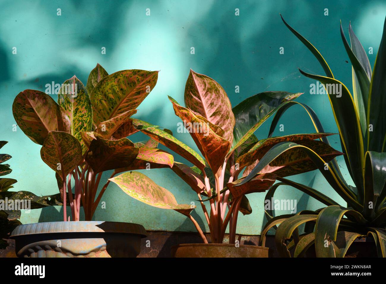 View of tropical plants from south east asia country Stock Photo - Alamy