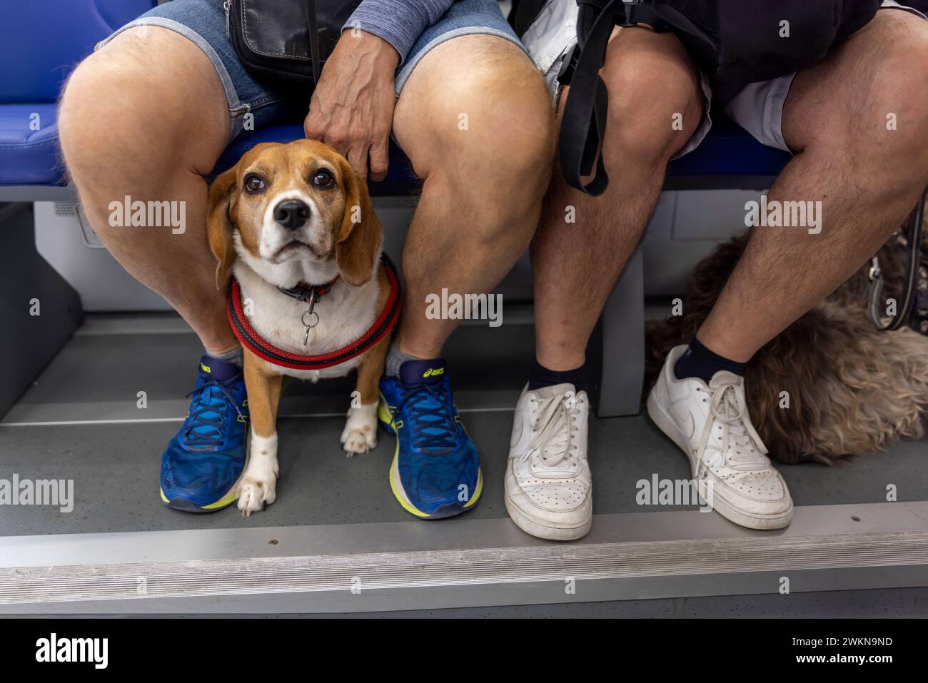 Dogs on a train from La Spezia, a jumping off point for people traveling to Cinque Terre in Liguria, Italy. Stock Photo