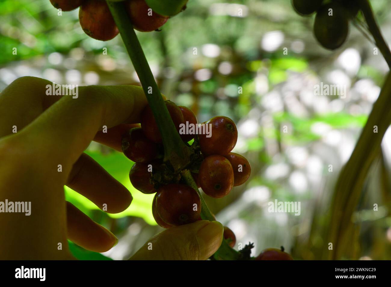 Coffee beans grown in tropical forests. Stock Photo