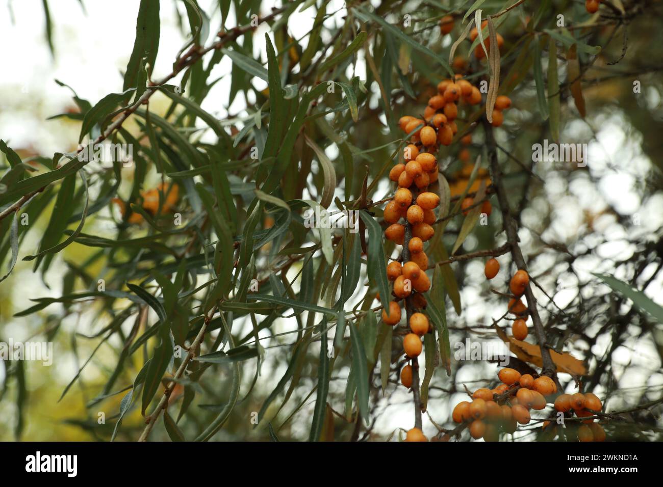 Sea buckthorn shrub with ripe berries growing outdoors Stock Photo
